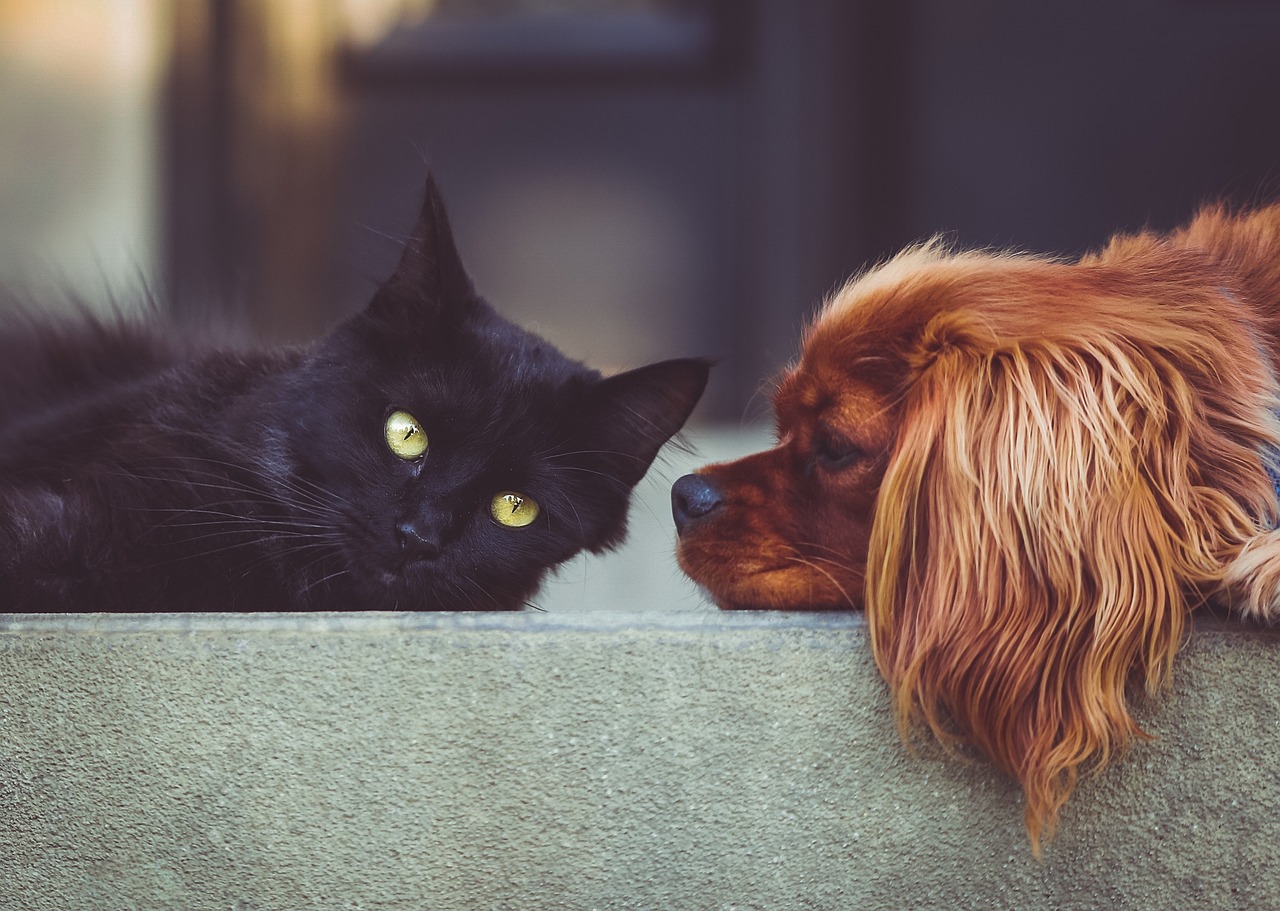 dog, cat, pets, mammals, animals, friends, friendship, brown dog, black cat, domestic, pet, animal, domestic animals, portrait, nature, friendship day